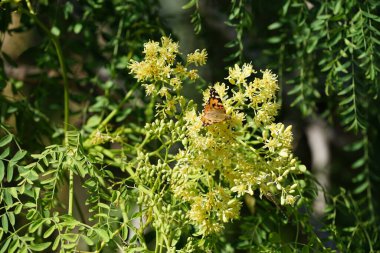 Vanessa Cardui kelebekleri, Kasım ayında şişe ağacının çiçekleri üzerinde uçar. Vanessa Cardui tüm kelebek türleri içinde en yaygın olanıdır. La Lajita, Las Palmas, İspanya 