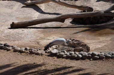 Grus paradisea kuşu Kasım ayında hayvanat bahçesinde yaşar. Mavi vinç, Grus paradisea, Stanley vinç ve cennet vinci olarak da bilinir, Güney Afrika 'nın ulusal kuşudur. La Lajita, Las Palmas, İspanya 