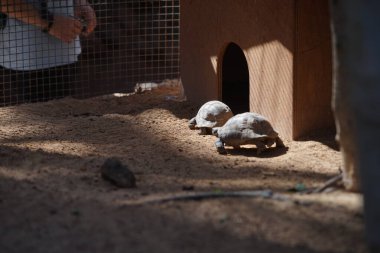 Yunan kaplumbağa (Testudo graeca), Testudinidae familyasından bir kaplumbağa türü. La Lajita, Las Palmas, İspanya