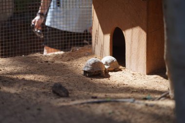 Yunan kaplumbağa (Testudo graeca), Testudinidae familyasından bir kaplumbağa türü. La Lajita, Las Palmas, İspanya