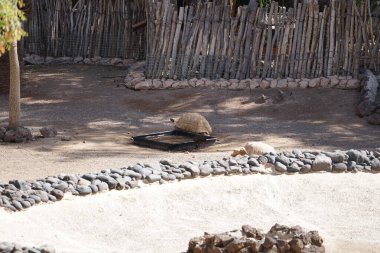 Hadada ayıları, Bostrychia hagedash ve iki Afrika kaplumbağası, Centrochelys sulcata, Oasis Vahşi Yaşam Fuerteventura Hayvanat Bahçesi 'nde aynı yerde yaşarlar. La Lajita, Las Palmas, İspanya