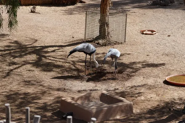 stock image The blue crane Grus paradisea and the wattled crane Grus carunculata forage on the ground in November. Cranes are a type of large bird with long legs and necks in the biological family Gruidae. Oasis Wildlife Fuerteventura, La Lajita, Spain.  