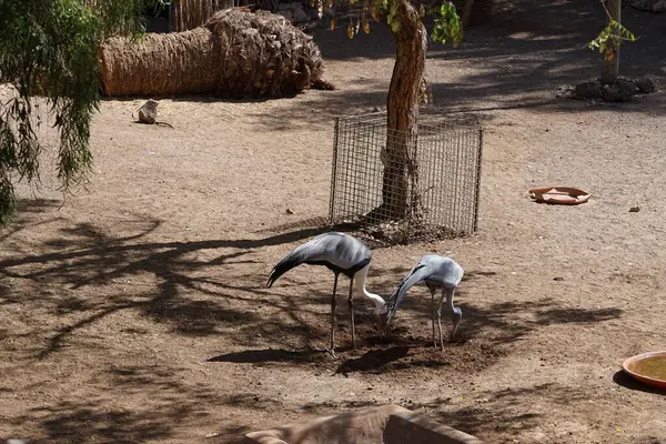 stock image The blue crane Grus paradisea and the wattled crane Grus carunculata forage on the ground in November. Cranes are a type of large bird with long legs and necks in the biological family Gruidae. Oasis Wildlife Fuerteventura, La Lajita, Spain.  