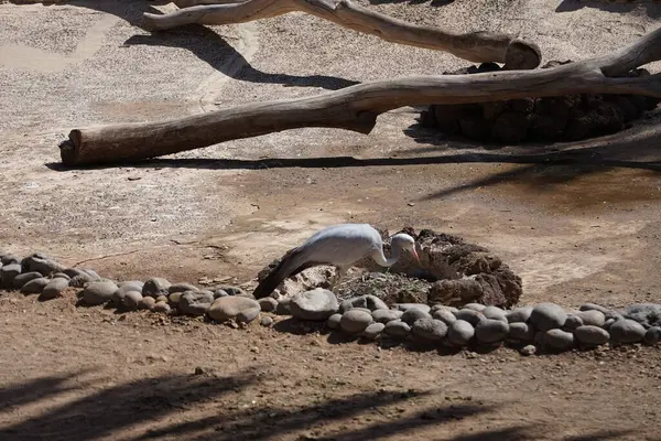 Grus paradisea kuşu Kasım ayında hayvanat bahçesinde yaşar. Mavi vinç, Grus paradisea, Stanley vinç ve cennet vinci olarak da bilinir, Güney Afrika 'nın ulusal kuşudur. La Lajita, Las Palmas, İspanya 
