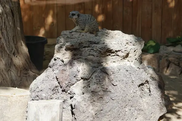 Stock image The meerkat, Suricata suricatta, or suricate is a species of mammal from the mongoose family Herpestidae, found in southern Africa. La Lajita, Las Palmas, Spain   