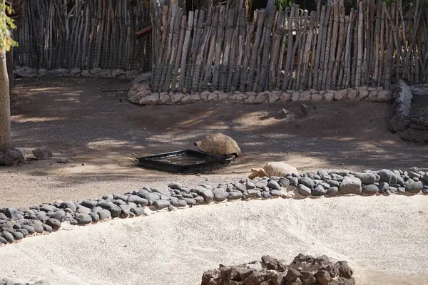 Hadada ayıları, Bostrychia hagedash ve iki Afrika kaplumbağası, Centrochelys sulcata, Oasis Vahşi Yaşam Fuerteventura Hayvanat Bahçesi 'nde aynı yerde yaşarlar. La Lajita, Las Palmas, İspanya