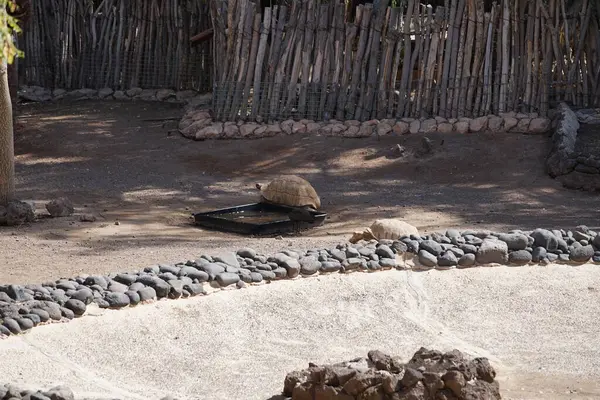 Hadada ayıları, Bostrychia hagedash ve iki Afrika kaplumbağası, Centrochelys sulcata, Oasis Vahşi Yaşam Fuerteventura Hayvanat Bahçesi 'nde aynı yerde yaşarlar. La Lajita, Las Palmas, İspanya