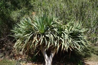 Dracaena draco Kasım 'da büyür. Dracaena draco (Kanarya Adaları Ejderha Ağacı veya Drago), Dracaena familyasından bir ağaç türü. Vaha Vahşi Yaşam Fuerteventura, La Lajita, İspanya.  
