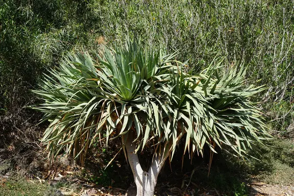 Dracaena draco Kasım 'da büyür. Dracaena draco (Kanarya Adaları Ejderha Ağacı veya Drago), Dracaena familyasından bir ağaç türü. Vaha Vahşi Yaşam Fuerteventura, La Lajita, İspanya.  