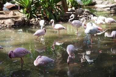 Afrikalı kaşık gagalı Platalea alba, daha küçük flamingo Phoeniconaias minör ve pembe flamingo Phoenicopterus gülü Kasım ayında bir gölette sığ suda dururlar. La Lajita, Las Palmas, İspanya