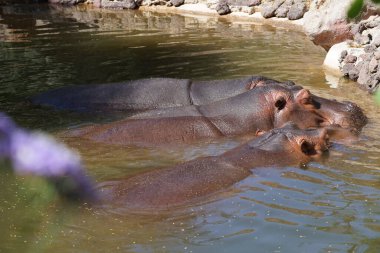 Three hippos Hippopotamus amphibius lie in a pond. The hippopotamus or hippo, hippopotami, Hippopotamus amphibius, common-, Nile-, or river hippopotamus, is a large semiaquatic mammal. Oasis Wildlife Fuerteventura, La Lajita, Las Palmas, Spain  clipart