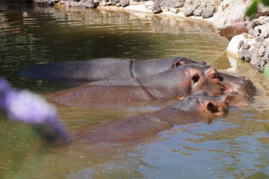 Üç su aygırı bir gölette uzanıyordu. Su aygırı ya da su aygırı, su aygırı, su aygırı (