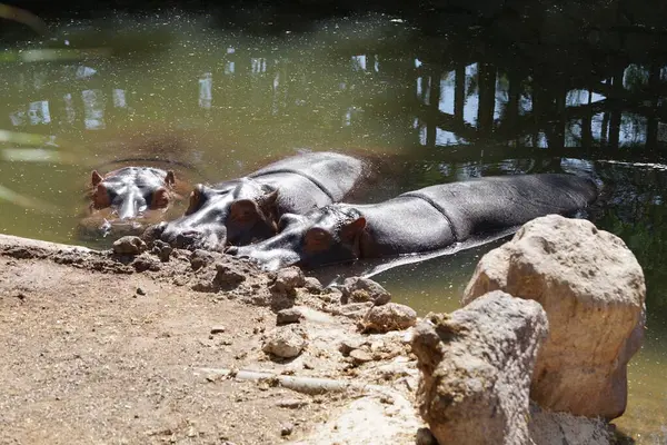 stock image Three hippos Hippopotamus amphibius lie in a pond. The hippopotamus or hippo, hippopotami, Hippopotamus amphibius, common-, Nile-, or river hippopotamus, is a large semiaquatic mammal. Oasis Wildlife Fuerteventura, La Lajita, Las Palmas, Spain 