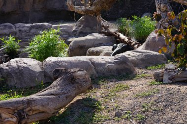 Cyperus alternifolius bitkileri Kasım ayında Alligator missippiensis 'in etrafını süslemektedir. Amerikan timsah, timsah missippiensis, bir timsah veya sıradan bir timsah, büyük bir timsah sürüngenidir. Vaha Vahşi Yaşam Fuerteventura, La Lajita