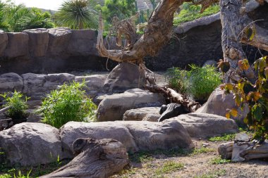 Cyperus alternifolius bitkileri Kasım ayında Alligator missippiensis 'in etrafını süslemektedir. Amerikan timsah, timsah missippiensis, bir timsah veya sıradan bir timsah, büyük bir timsah sürüngenidir. Vaha Vahşi Yaşam Fuerteventura, La Lajita