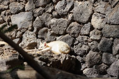 Fennec fox, Vulpes zerda, Vulpes cinsinden Kuzey Afrika 'nın çöllerine özgü bir tilkidir. Vaha Fuerteventura, La Lajita, Las Palmas, İspanya 