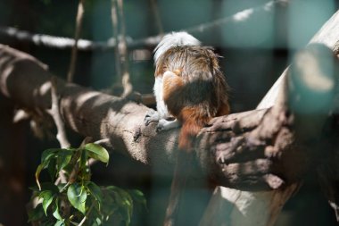 Pamuk tepeli tamarin, Callitrichidae familyasından bir primat türüdür. Vaha Fuerteventura, La Lajita, Las Palmas, İspanya 