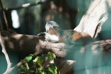 Pamuk tepeli tamarin, Callitrichidae familyasından bir primat türüdür. Vaha Fuerteventura, La Lajita, Las Palmas, İspanya 