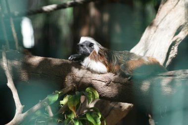 The cotton-top tamarin, Saguinus oedipus, is a species of primate in the family Callitrichidae. Oasis Wildlife Fuerteventura, La Lajita, Las Palmas, Spain  clipart