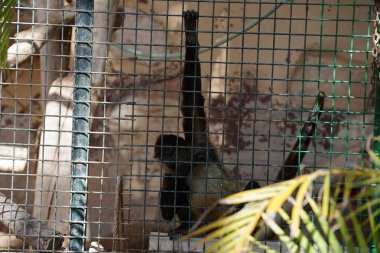 Geoffroy 'un örümcek maymunu Ateles Geoffroyi, kara elli örümcek maymunu veya Orta Amerika örümcek maymunu. Vaha Fuerteventura, La Lajita, Las Palmas, İspanya 