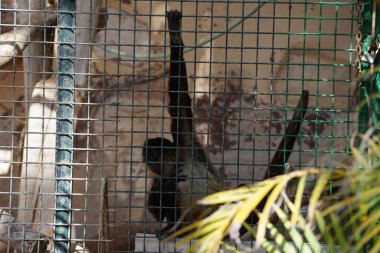 Geoffroy 'un örümcek maymunu Ateles Geoffroyi, kara elli örümcek maymunu veya Orta Amerika örümcek maymunu. Vaha Fuerteventura, La Lajita, Las Palmas, İspanya 