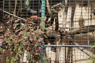 Geoffroy 'un örümcek maymunu Ateles Geoffroyi, kara elli örümcek maymunu veya Orta Amerika örümcek maymunu. Vaha Fuerteventura, La Lajita, Las Palmas, İspanya 