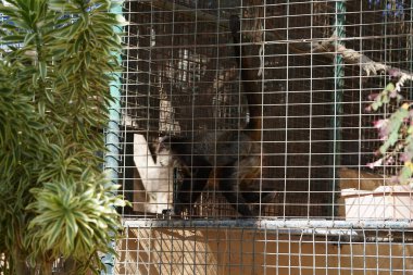 Geoffroy 'un örümcek maymunu Ateles Geoffroyi, kara elli örümcek maymunu veya Orta Amerika örümcek maymunu. Vaha Fuerteventura, La Lajita, Las Palmas, İspanya 