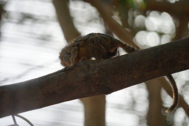 Batı pigme marmoseti (Cebuella pigmaea), Yeni Dünya 'da yaşayan küçük bir maymun türüdür. Vaha Fuerteventura, La Lajita, Las Palmas, İspanya  