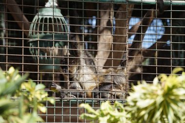 Geoffroy 'un örümcek maymunu Ateles Geoffroyi, kara elli örümcek maymunu veya Orta Amerika örümcek maymunu. Vaha Fuerteventura, La Lajita, Las Palmas, İspanya 
