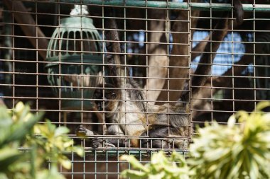 Geoffroy 'un örümcek maymunu Ateles Geoffroyi, kara elli örümcek maymunu veya Orta Amerika örümcek maymunu. Vaha Fuerteventura, La Lajita, Las Palmas, İspanya 