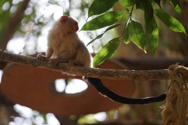 The silvery marmoset, Mico argentatus, Callithrix argentata, is a species of primate in the family of marmosets, Callitrichidae. Oasis Wildlife Fuerteventura, La Lajita, Las Palmas, Spain  clipart