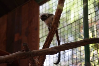 The cotton-top tamarin, Saguinus oedipus, is a species of primate in the family Callitrichidae. Oasis Wildlife Fuerteventura, La Lajita, Las Palmas, Spain   clipart