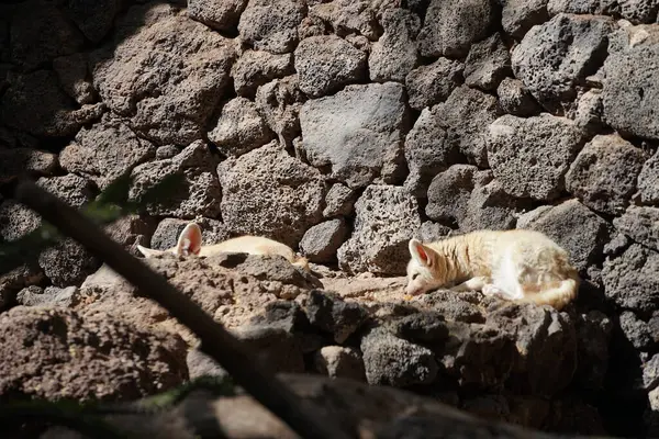 Fennec fox, Vulpes zerda, Vulpes cinsinden Kuzey Afrika 'nın çöllerine özgü bir tilkidir. Vaha Fuerteventura, La Lajita, Las Palmas, İspanya 