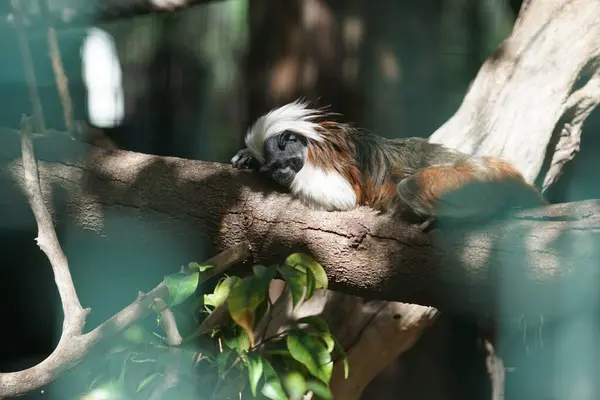 stock image The cotton-top tamarin, Saguinus oedipus, is a species of primate in the family Callitrichidae. Oasis Wildlife Fuerteventura, La Lajita, Las Palmas, Spain 