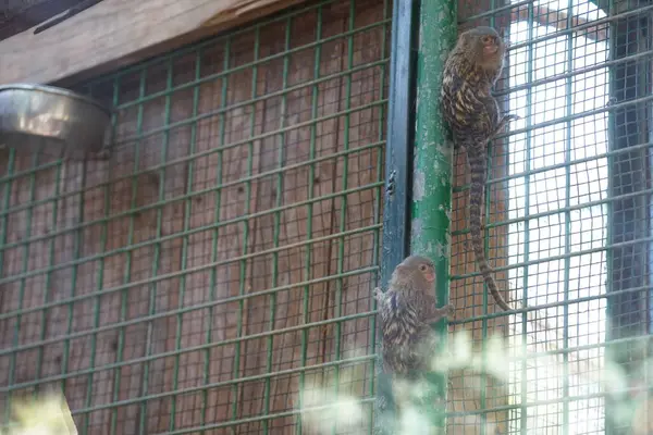 Batı pigme marmoseti (Cebuella pigmaea), Yeni Dünya 'da yaşayan küçük bir maymun türüdür. Vaha Fuerteventura, La Lajita, Las Palmas, İspanya  