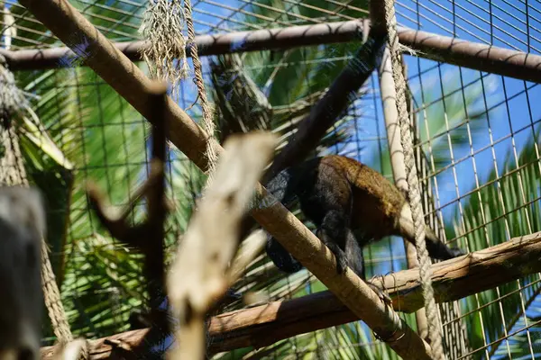 stock image The tufted capuchin, Sapajus apella, brown capuchin, black-capped capuchin, or pin monkey, is a species of primate, in the family of prehensile-tailed monkeys, Cebidae. La Lajita, Las Palmas, Spain