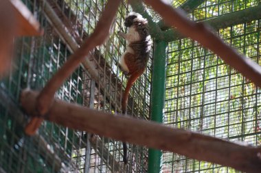 Pamuk tepeli tamarin, Callitrichidae familyasından bir primat türüdür. Vaha Fuerteventura, La Lajita, Las Palmas, İspanya  