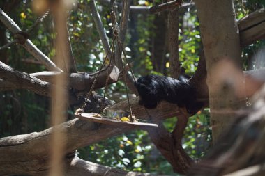 Beyaz yüzlü saki, Pithecia pithecia, Guianan saki ve altın yüzlü saki, Yeni Dünya saki maymununun bir türüdür. Vaha Fuerteventura, La Lajita, Las Palmas, İspanya 