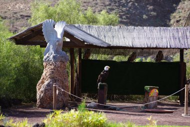 Kel bir kartal, Haliaeetus leucocephalus, tahta bir direğe tünemiş ve Avrasya kartalı Bubo bubo Kasım ayında Oasis Vahşi Yaşam Fuerteventura 'nın arka planında bir tepenin altında tünemiş. La Lajita, Las Palmas, İspanya