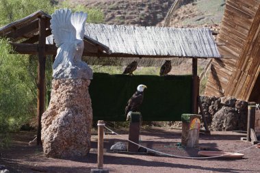 Kel bir kartal, Haliaeetus leucocephalus, tahta bir direğe tünemiş ve Avrasya kartalı Bubo bubo Kasım ayında Oasis Vahşi Yaşam Fuerteventura 'nın arka planında bir tepenin altında tünemiş. La Lajita, Las Palmas, İspanya