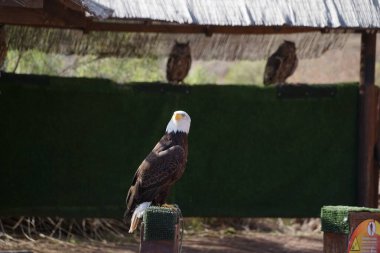 Kel bir kartal, Haliaeetus leucocephalus, tahta bir direğe tünemiş ve Avrasya kartalı Bubo bubo Kasım ayında Oasis Vahşi Yaşam Fuerteventura 'nın arka planında bir tepenin altında tünemiş. La Lajita, Las Palmas, İspanya