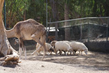 Kasım ayında Oasis Vahşi Yaşam Fuerteventura 'da bir dromedary Camelus dromedarius ve bir koyun Ovis arması bulunur. Koyun ya da evcil koyun, Ovis armaları, Ovis cinsinde genellikle çiftlik hayvanı olarak tutulan bir evcil memeli türüdür. La Lajita, İspanya