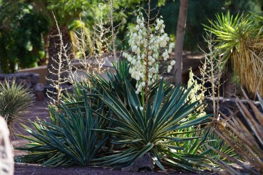 Kasım 'da Yucca Gloriosa çiçek açar. Yucca gloriosa, Asparagaceae familyasından bir bitki türü. Vaha Fuerteventura, La Lajita, Las Palmas, İspanya. 