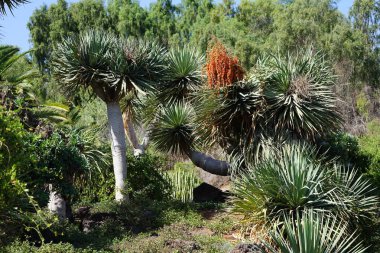 Dracaena draco Kasım 'da büyür. Dracaena draco (Kanarya Adaları Ejderha Ağacı veya Drago), Dracaena familyasından bir ağaç türü. Vaha Vahşi Yaşam Fuerteventura, La Lajita, İspanya.    