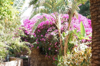 Kasım ayında Bougainvillea glabra pembe ve mor çiçeklerle açar. Bougainvillea glabra, kartonpiyergiller (Bougainvillea) familyasından bir glabra türü. Vaha Fuerteventura, La Lajita, Las Palmas