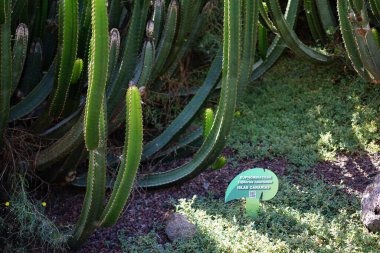 La Lajita, Fuerteventura, İspanya - 1 Kasım 2022: Euphorbia kanariensis Kasım ayında büyür. Euphorbia kanariensis, Kanarya Adası 'nda, Herkül Kulübü ya da İspanyol kardonunda Euphorbia cinsi ve Euphorbiaceae familyasının sulu bir üyesidir..  