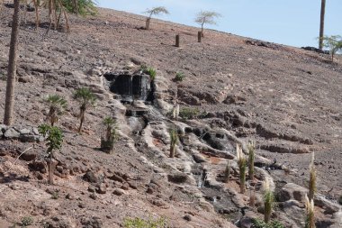 Kasım ayında Oasis Vahşi Yaşam Fuerteventura 'da güzel yapay şelaleler güvercinleri ve diğer kuşları çeker. La Lajita, Las Palmas, İspanya.