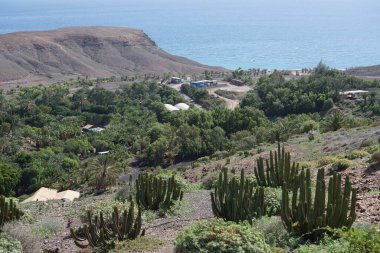 Kasım ayında güzel bir bitki örtüsüyle birlikte Fuerteventura Parkı 'ndan Atlantik Okyanusu manzarası. Vaha Fuerteventura, La Lajita, Las Palmas, İspanya