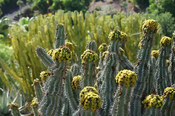 Stock image Vanessa cardui butterflies fly over Euphorbia virosa flowers in November. Vanessa cardui, Cynthia cardui, painted lady, is the most widespread of all butterfly species. La Lajita, Las Palmas, Spain