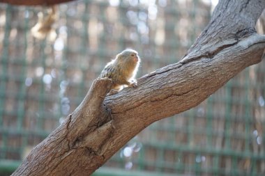 Batı pigme marmoseti (Cebuella pigmaea), Yeni Dünya 'da yaşayan küçük bir maymun türüdür. Vaha Fuerteventura, La Lajita, Las Palmas, İspanya 